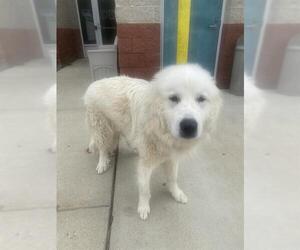 Great Pyrenees Dogs for adoption in Forestville, MD, USA