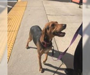 Black and Tan Coonhound Dogs for adoption in Sanderson, FL, USA