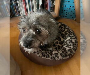 Mutt Dogs for adoption in San Diego, CA, USA