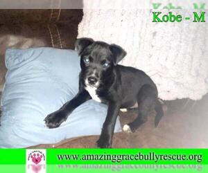 Borador Dogs for adoption in Pensacola, FL, USA