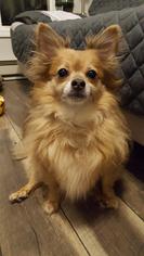 Papillon Dogs for adoption in NYC, NY, USA