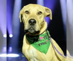 American Pit Bull Terrier-Unknown Mix Dogs for adoption in Las Vegas, NV, USA