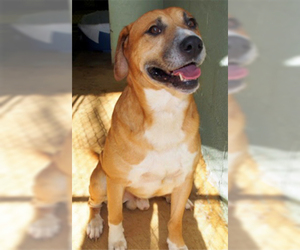 Labrador Retriever Dogs for adoption in Aldie, VA, USA