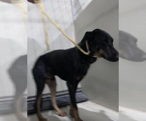 Doberman Pinscher Dogs for adoption in Bakersfield, CA, USA