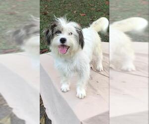 Tibetan Terrier Dogs for adoption in Weston, FL, USA