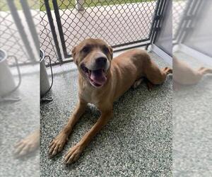 Shepradors Dogs for adoption in Salisbury, NC, USA