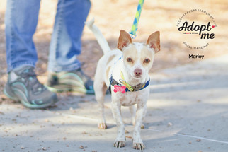 Chiweenie Dogs for adoption in Fountain Hills, AZ, USA