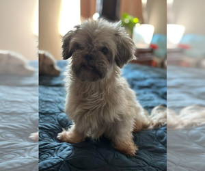 Shih Tzu-Unknown Mix Dogs for adoption in Banning, CA, USA