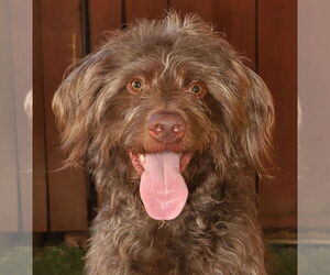 Goldendoodle Dogs for adoption in Oakland Park, FL, USA