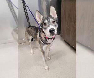 Siberian Husky-Unknown Mix Dogs for adoption in Fairbanks, AK, USA