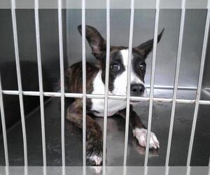 American Pit Bull Terrier-Unknown Mix Dogs for adoption in Oklahoma City, OK, USA