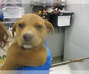 German Shepherd Dog-Unknown Mix Dogs for adoption in Oklahoma City, OK, USA
