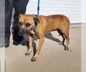 Mutt Dogs for adoption in Louisville, KY, USA