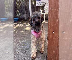 Miniature Schnauzer-Unknown Mix Dogs for adoption in Alameda, CA, USA