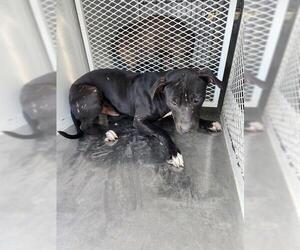 American Pit Bull Terrier Dogs for adoption in Bakersfield, CA, USA