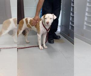 American Staffordshire Terrier Dogs for adoption in Corpus Christi, TX, USA