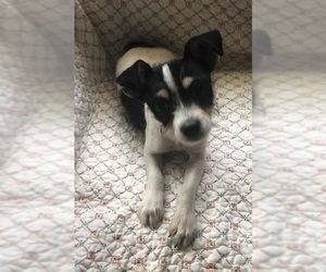 Medium Photo #1 Jack-Rat Terrier Puppy For Sale in Attalka, AL, USA
