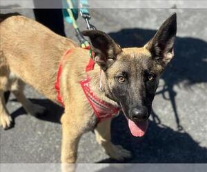 Mutt Dogs for adoption in Martinez, CA, USA