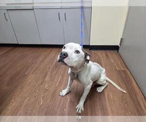 Mutt Dogs for adoption in Orlando, FL, USA