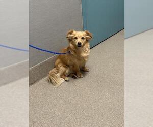 Chihuahua-Unknown Mix Dogs for adoption in Las Vegas, NV, USA