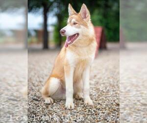 Alaskan Malamute Dogs for adoption in Waco, TX, USA