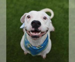 American Staffordshire Terrier-Unknown Mix Dogs for adoption in San Antonio, TX, USA