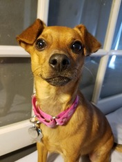 Chiweenie Dogs for adoption in Spirit Lake, ID, USA
