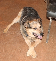 Australian Shepherd-Unknown Mix Dogs for adoption in Murphy, NC, USA
