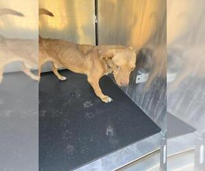 Medium Photo #1 Mutt Puppy For Sale in San Antonio, TX, USA