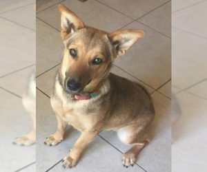 Basenji-Shiba Inu Mix Dogs for adoption in El Cajon, CA, USA