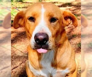 Labrador Retriever-Unknown Mix Dogs for adoption in Frankston, TX, USA