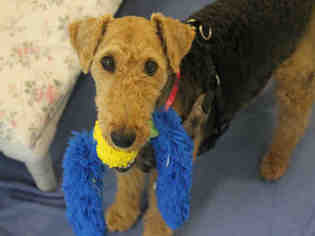 Welsh Terrier Dogs for adoption in Brewster, MA, USA