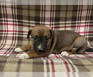 German Shepherd Dog-Unknown Mix Dogs for adoption in HESPERIA, CA, USA