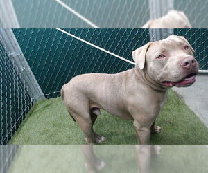 Mutt Dogs for adoption in Downey, CA, USA