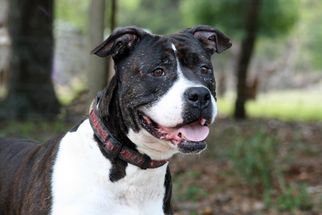American Staffordshire Terrier-Bulldog Mix Dogs for adoption in Ocoee, FL, USA