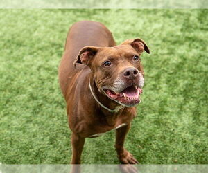 American Pit Bull Terrier Dogs for adoption in Pasadena, CA, USA