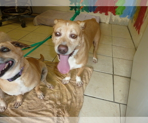 American Pit Bull Terrier-Chihuahua Mix Dogs for adoption in Kailua Kona , HI, USA