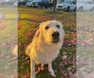 Great Pyrenees Dogs for adoption in Vaughan, Ontario, Canada