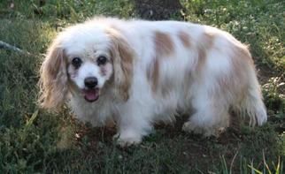 Medium Photo #1 Mutt Puppy For Sale in Fort Worth, TX, USA