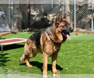 German Shepherd Dog Dogs for adoption in San Diego, CA, USA