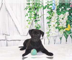 Mutt Dogs for adoption in Oroville, CA, USA