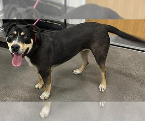 Doberman Pinscher-Unknown Mix Dogs for adoption in Forestville, MD, USA