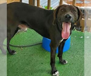 Pointer Dogs for adoption in Walnutport, PA, USA
