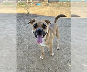 Puggle Dogs for adoption in Ojai, CA, USA