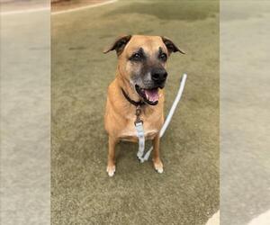 German Shepherd Dog-Unknown Mix Dogs for adoption in Las Vegas, NV, USA