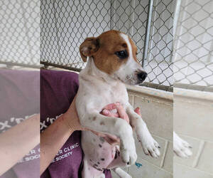 American Pit Bull Terrier-Unknown Mix Dogs for adoption in Linton, IN, USA