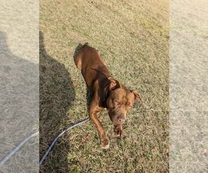 Labrador Retriever-Unknown Mix Dogs for adoption in Gainesville, FL, USA