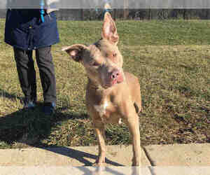 American Pit Bull Terrier Dogs for adoption in Derwood, MD, USA