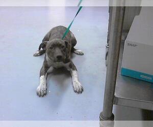 Labrador Retriever-Unknown Mix Dogs for adoption in Fayetteville, NC, USA