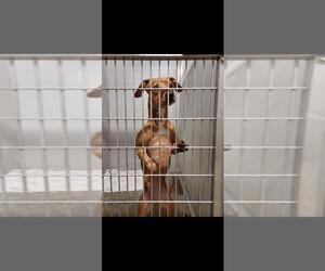 Affenpinscher Dogs for adoption in Pierceton , IN, USA